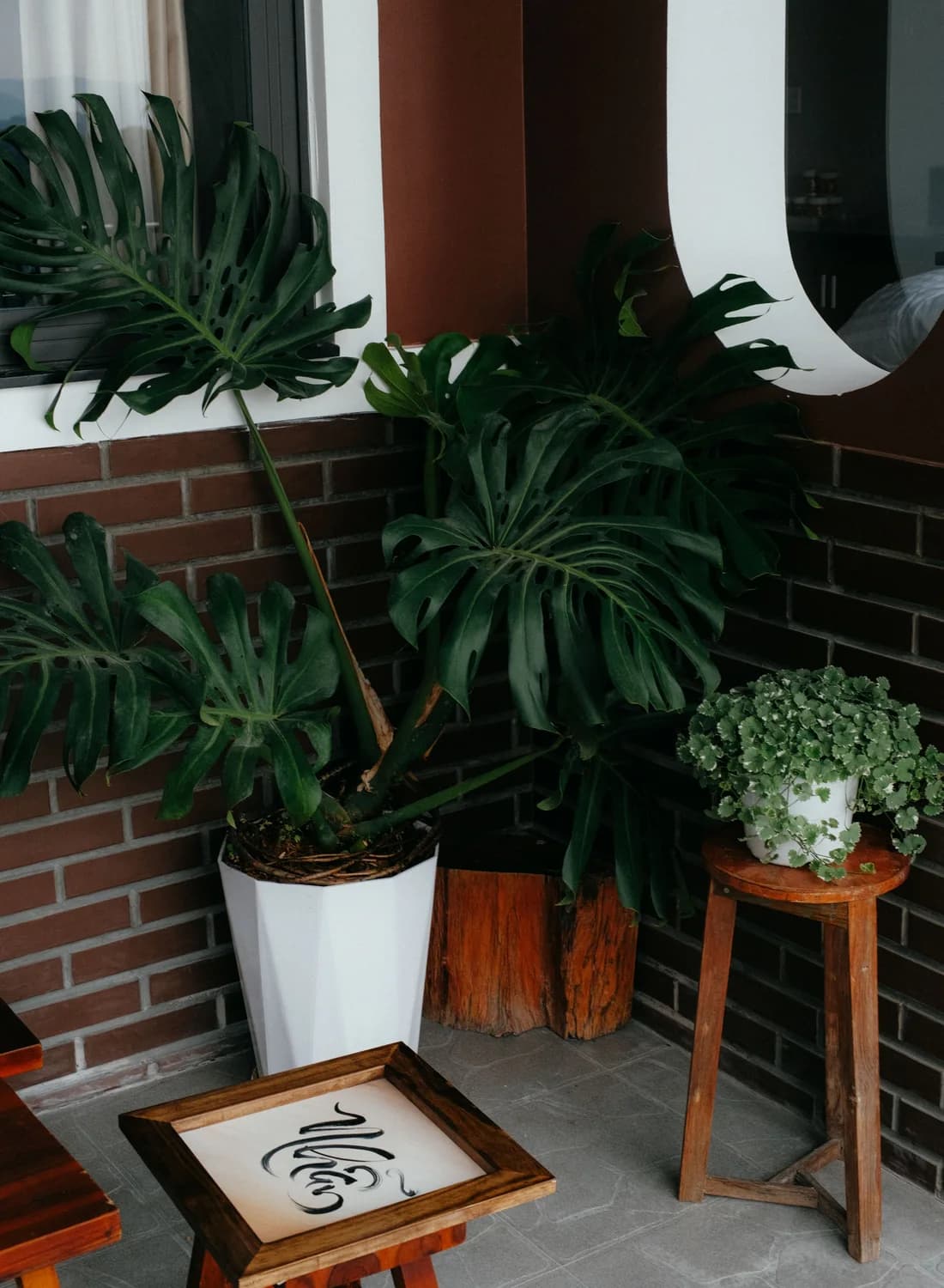 Monstera in a dark corner of a living room