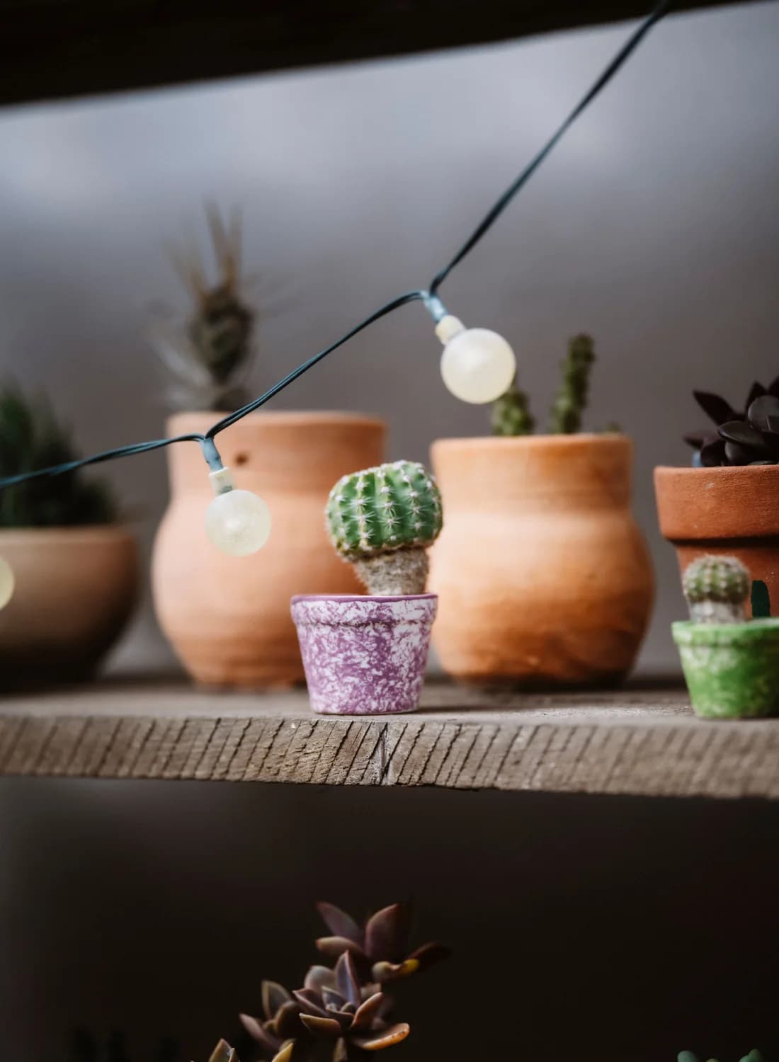 Small cacti and succulents in terracotta pots