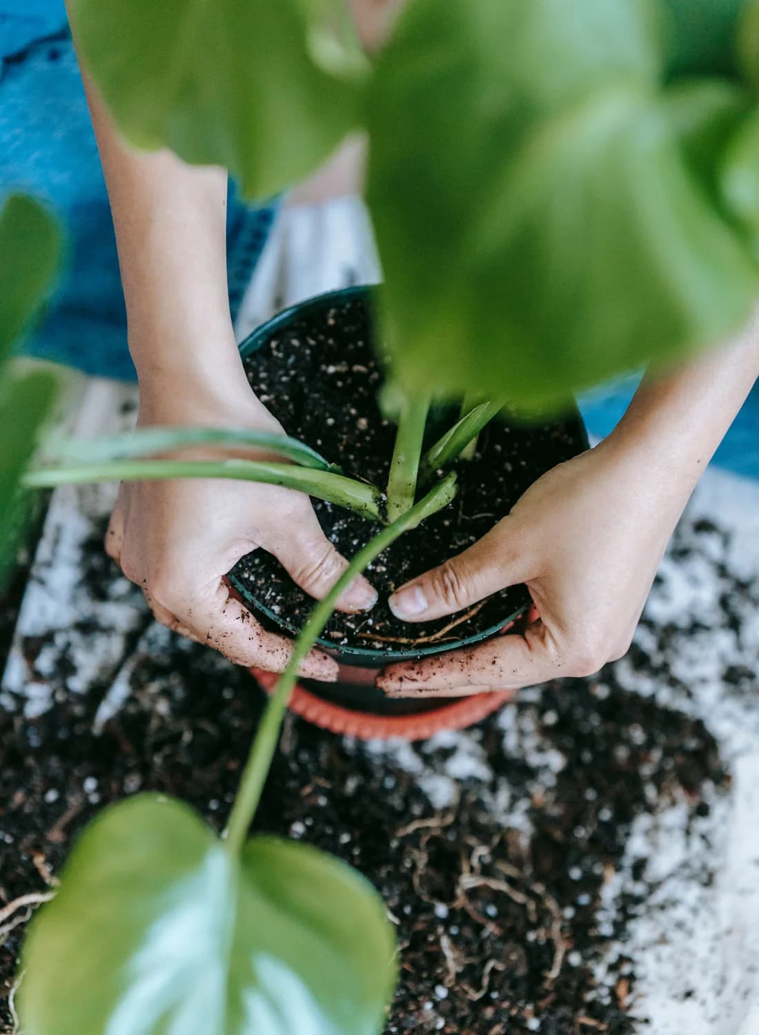 Hands repotting a plant in fresh soil