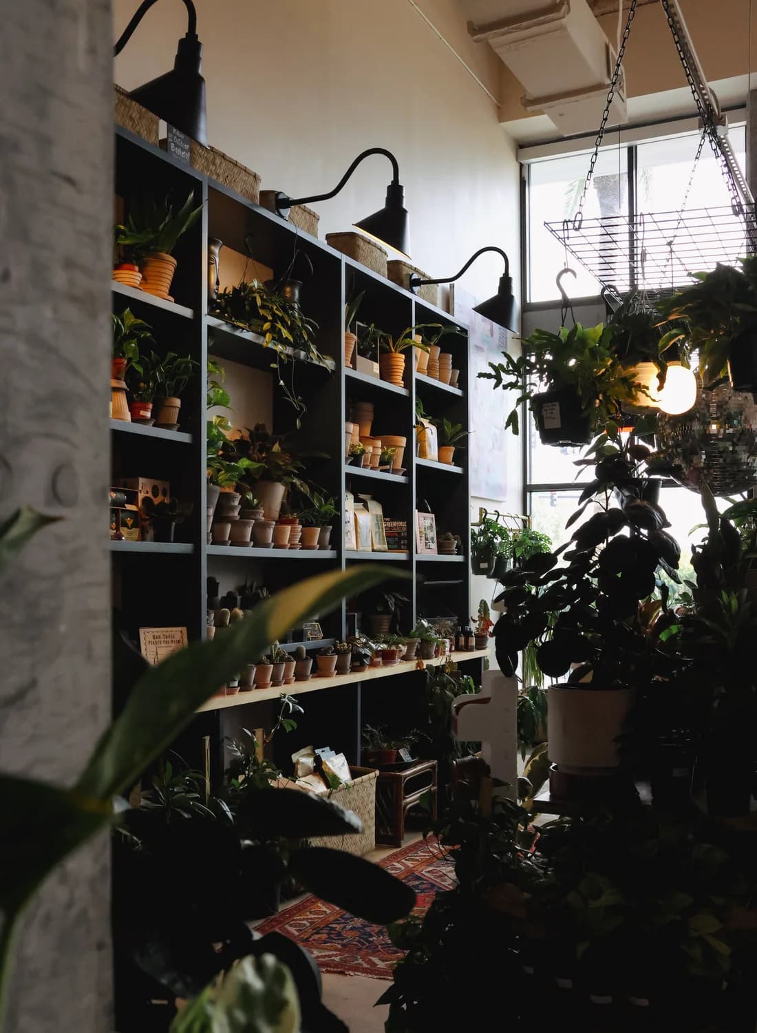Shelves of houseplants in a bright shop