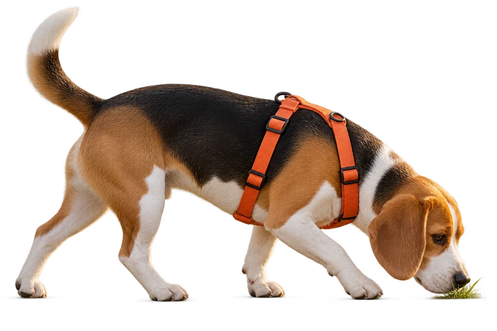 Beagle volgt een geurspoor