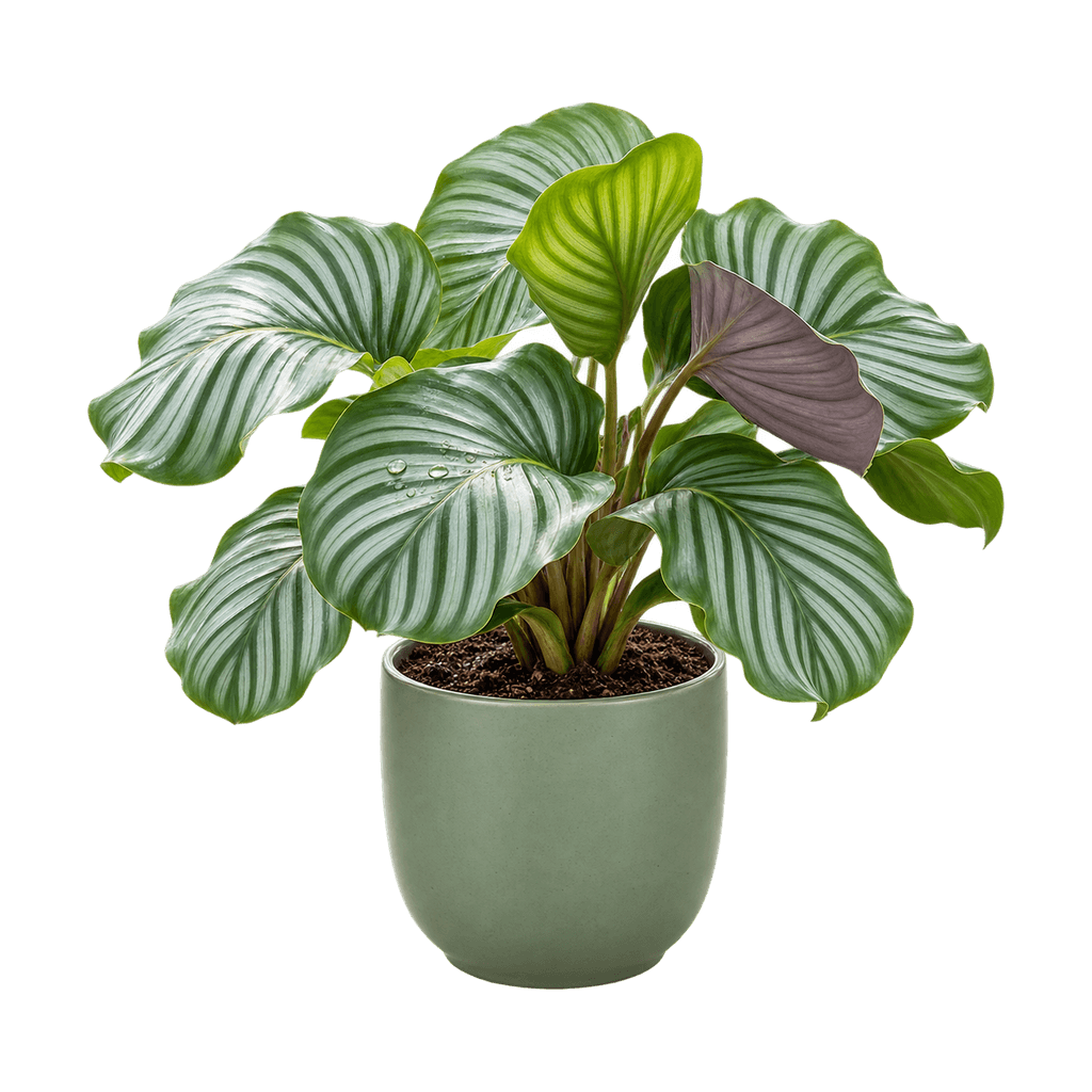Calathea orbifolia in saliegroene pot