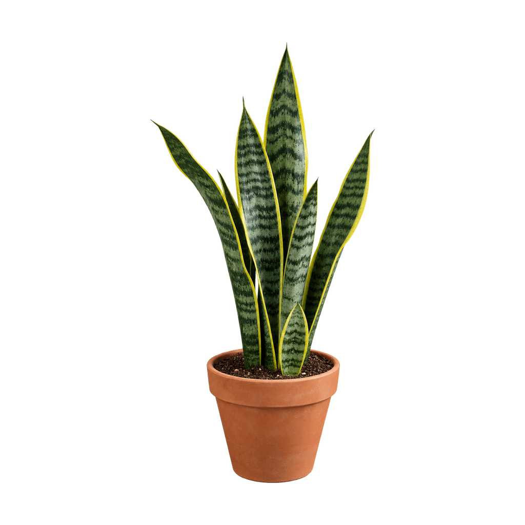 Sansevieria in terracotta
