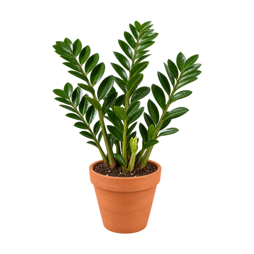 Zamioculcas in terracotta