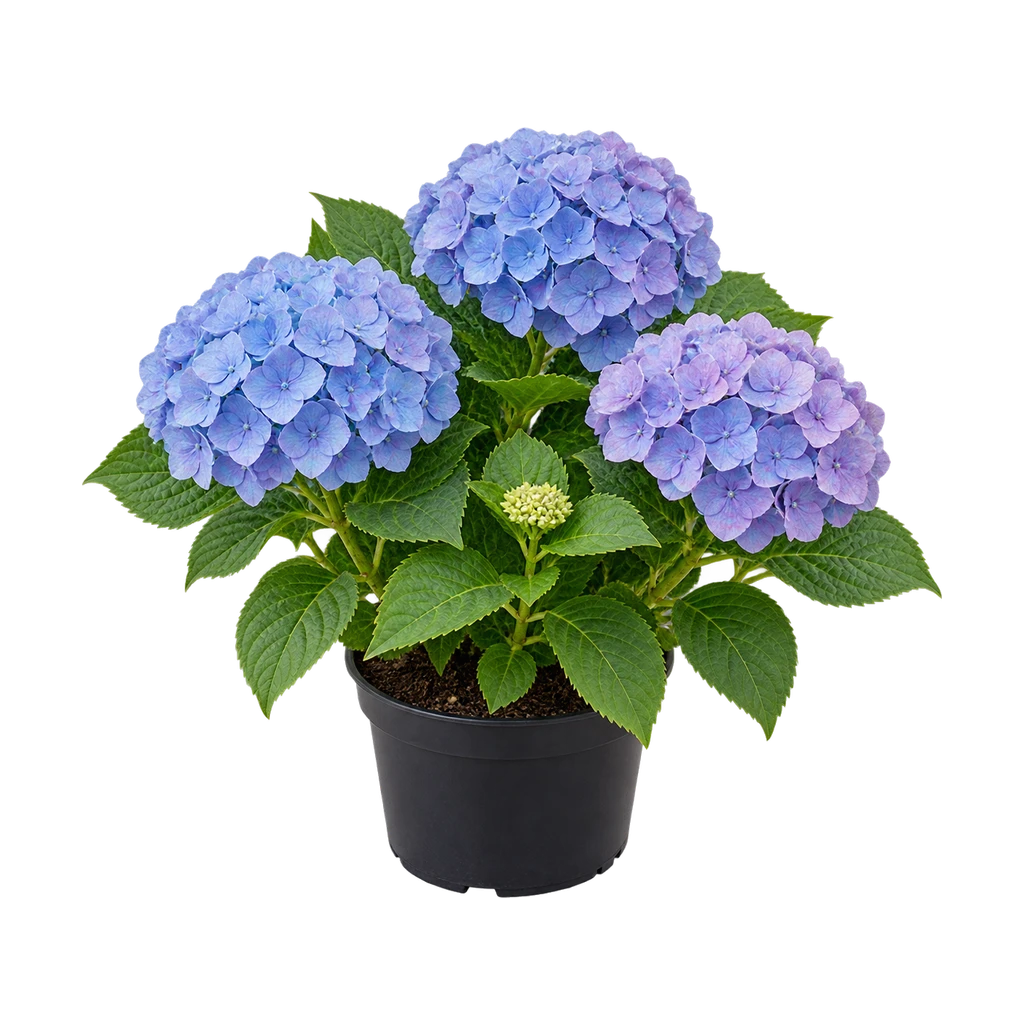 Hortensia in kweekpot met drie blauwe bloemschermen
