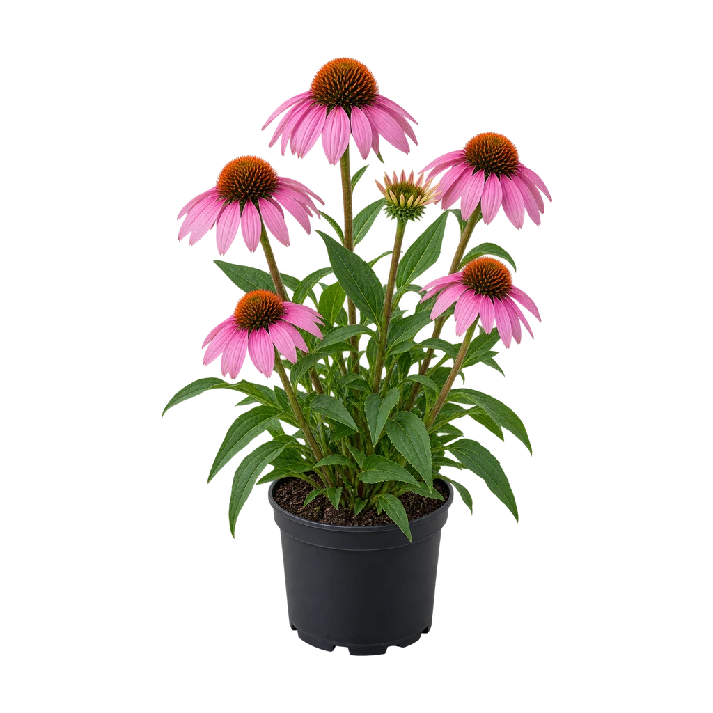 Zonnehoed in bloei met roze bloemen en oranjebruine kegels