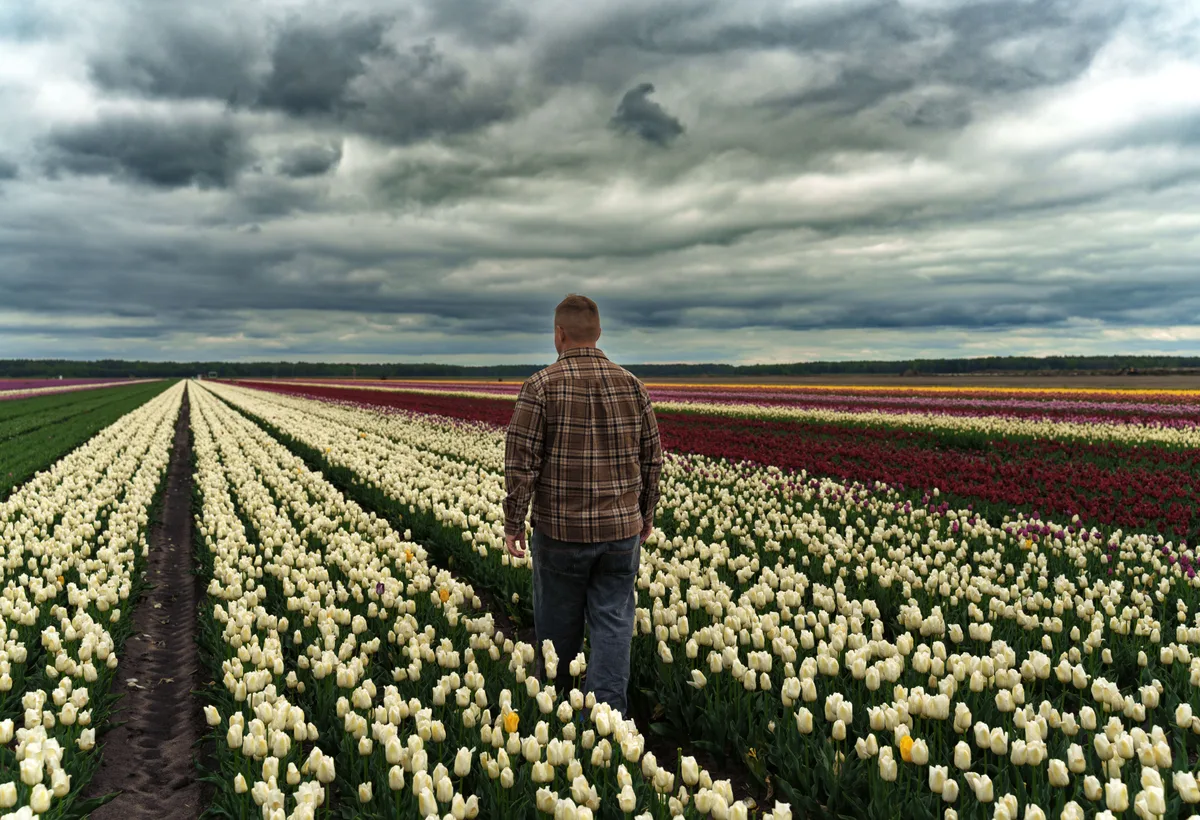 Biologische bloemenkwekerij met dahlia's en zonnebloemen
