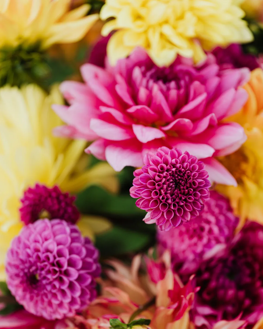 Kleurrijk boeket met dahlia's