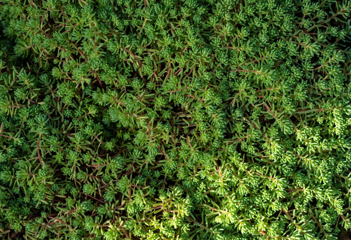 Bloeiend sedum groendak op uitbouw met zonnepanelen