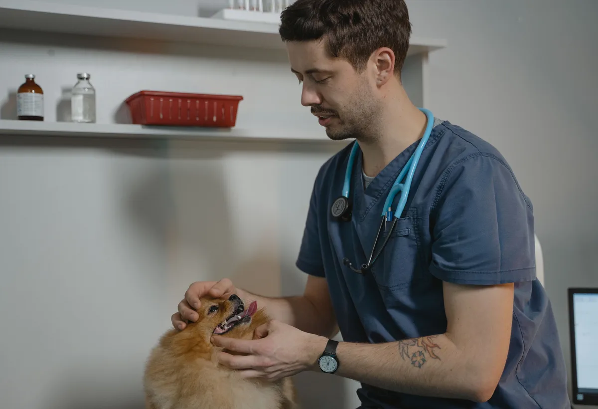 Dierenarts inspecteert gebit van een hond tijdens consult