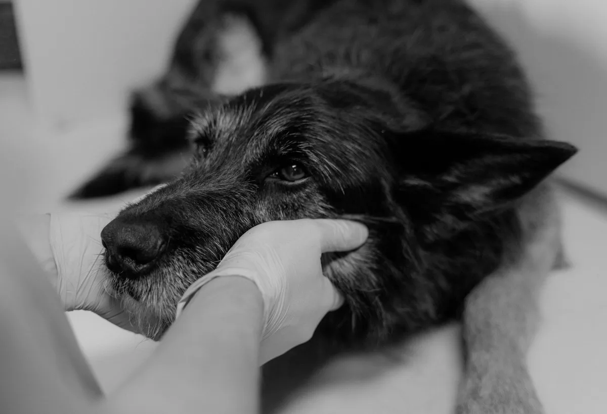 Oudere hond krijgt rustig lichamelijk onderzoek op onderzoekstafel