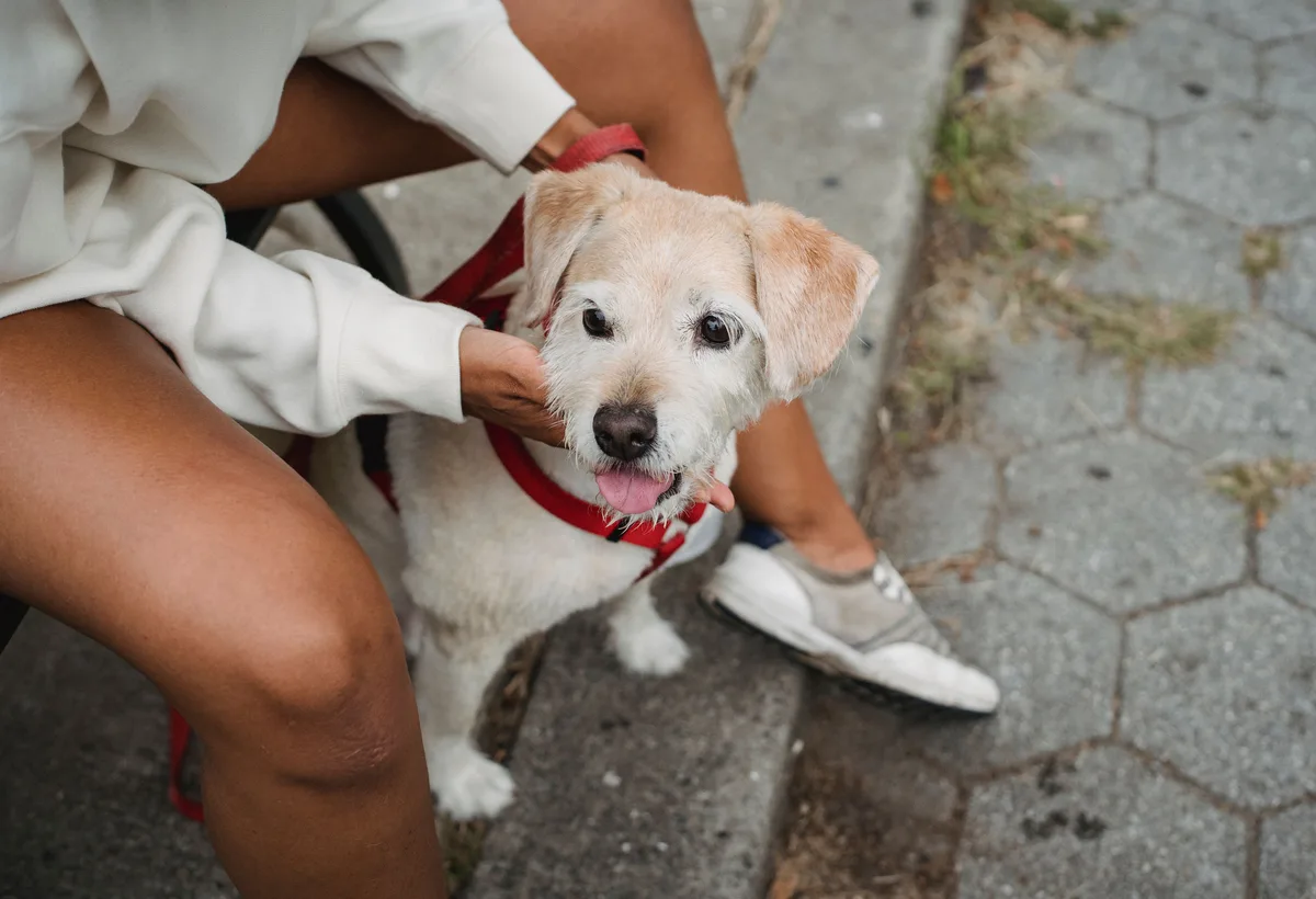 Vachtinspectie van een hond met fijne vlooienkam