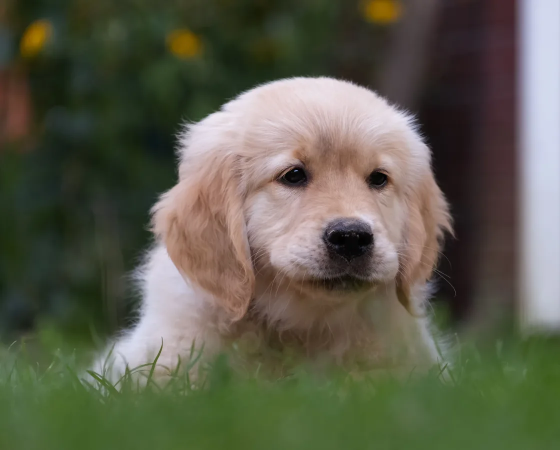Jonge golden retriever-pup in het gras