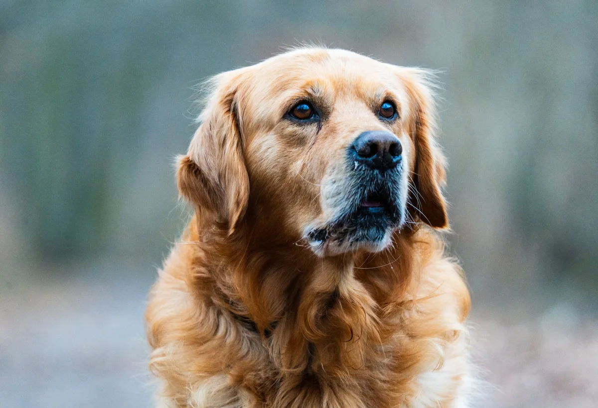 Golden retriever wordt gedroogd met krachtige waterblazer
