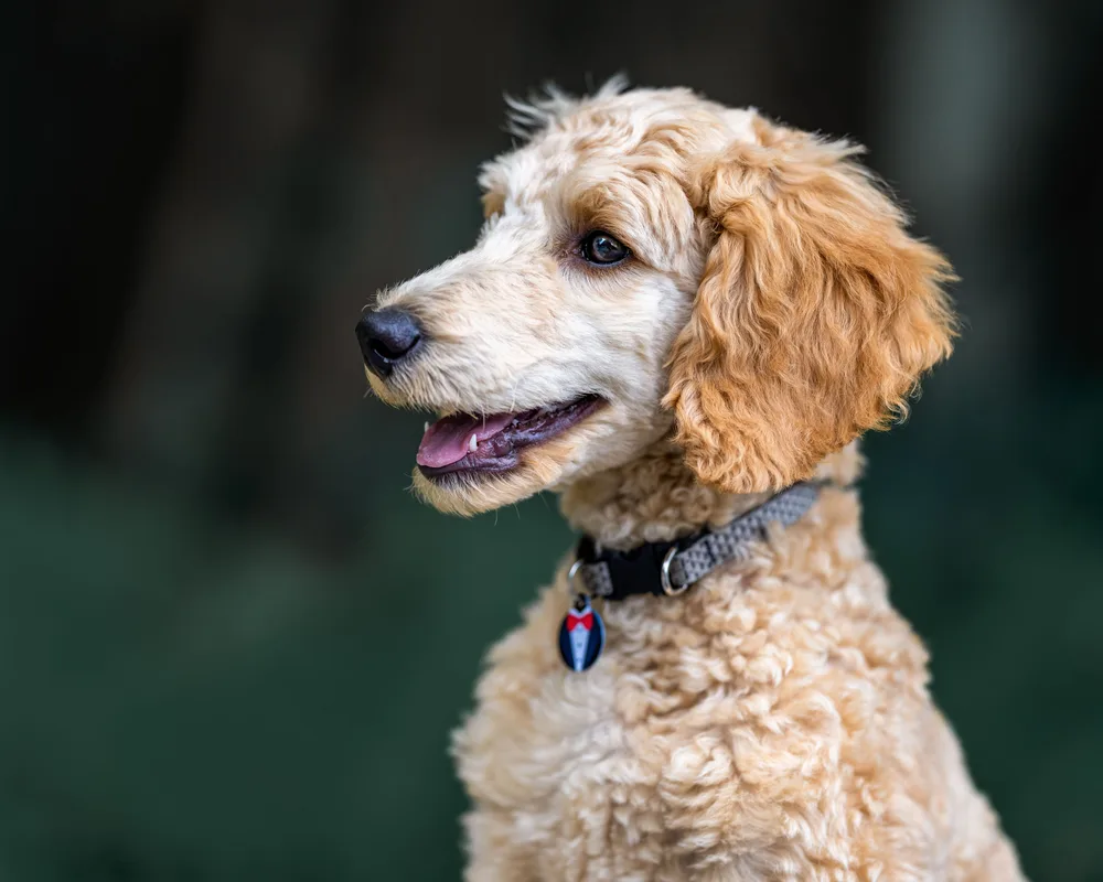 Grote fluffy hond