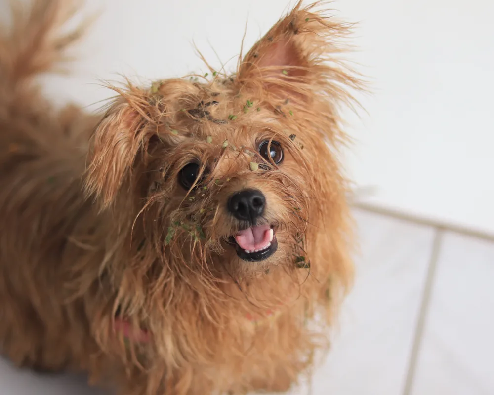 Hond met takjes in de vacht na buiten