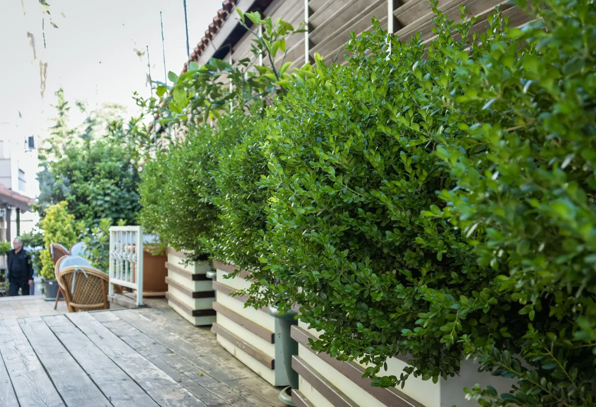 Moderne tuin met groene border, grindpad en cortenstaal elementen