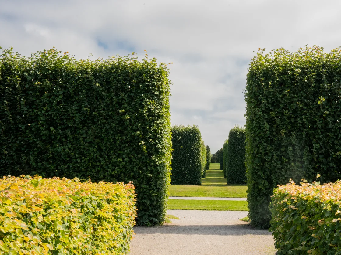 Formele tuin met hoge, strak geschoren beukenhagen en een grindpad met doorkijk