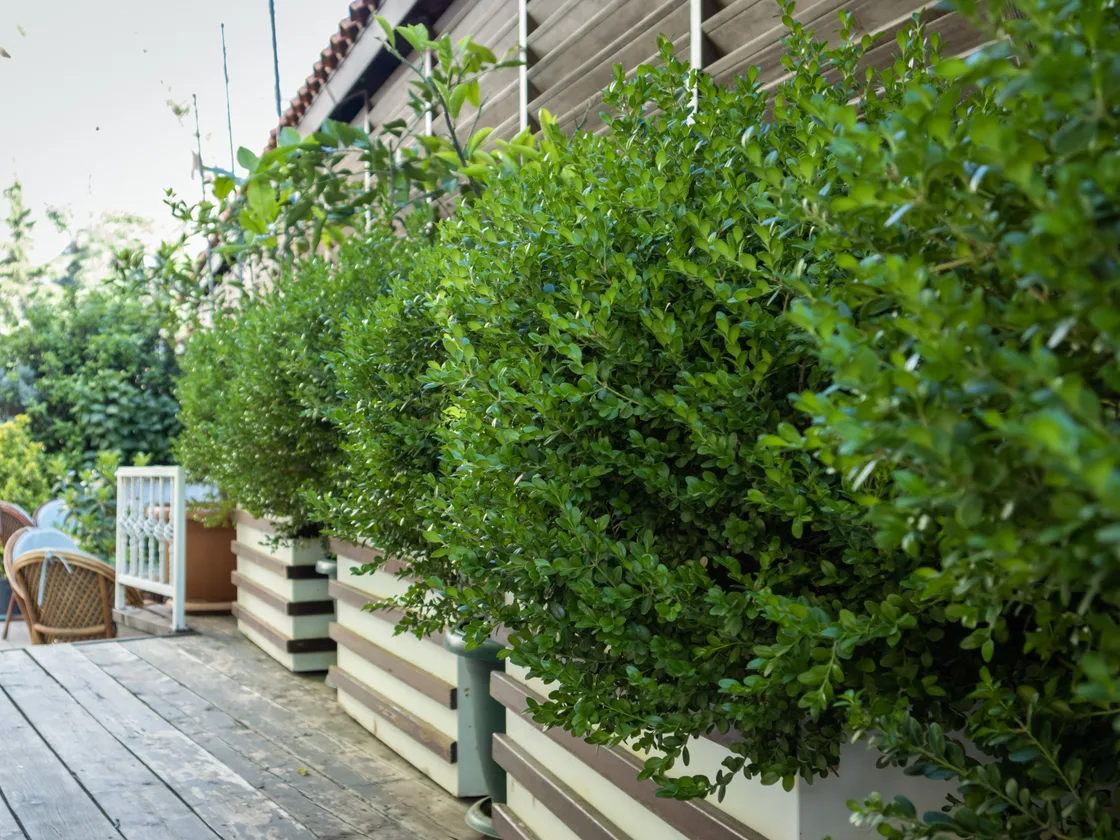 Terras met houten vlonder en strak gesnoeide buxusbollen in bakken
