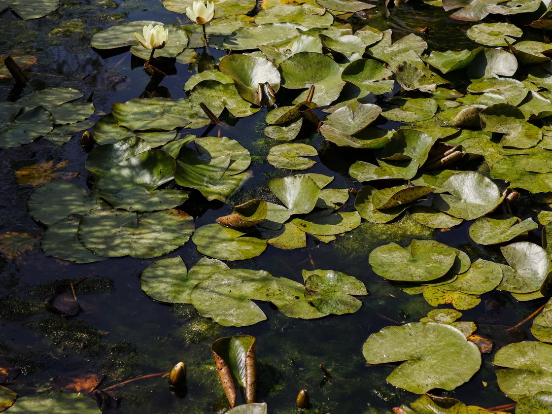 Natuurlijke tuinvijver met waterlelies en drijvende bladeren