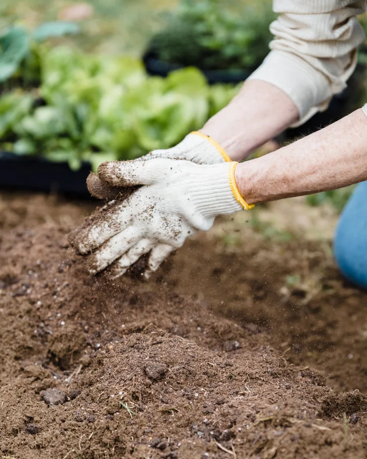 Handen met tuinhandschoenen planten jonge planten in verse aarde