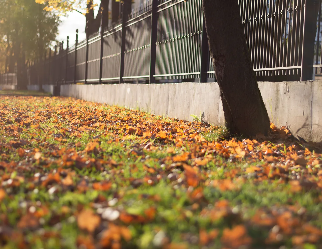 Afgevallen herfstbladeren op het gras langs een tuinhek in strijklicht