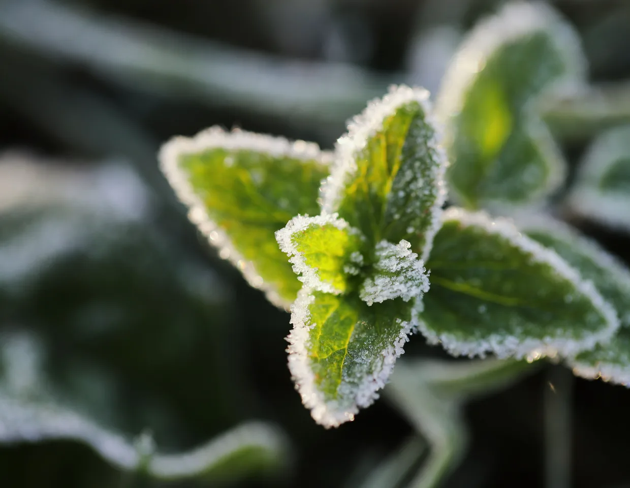 Rijp op groene bladeren op een koude winterochtend