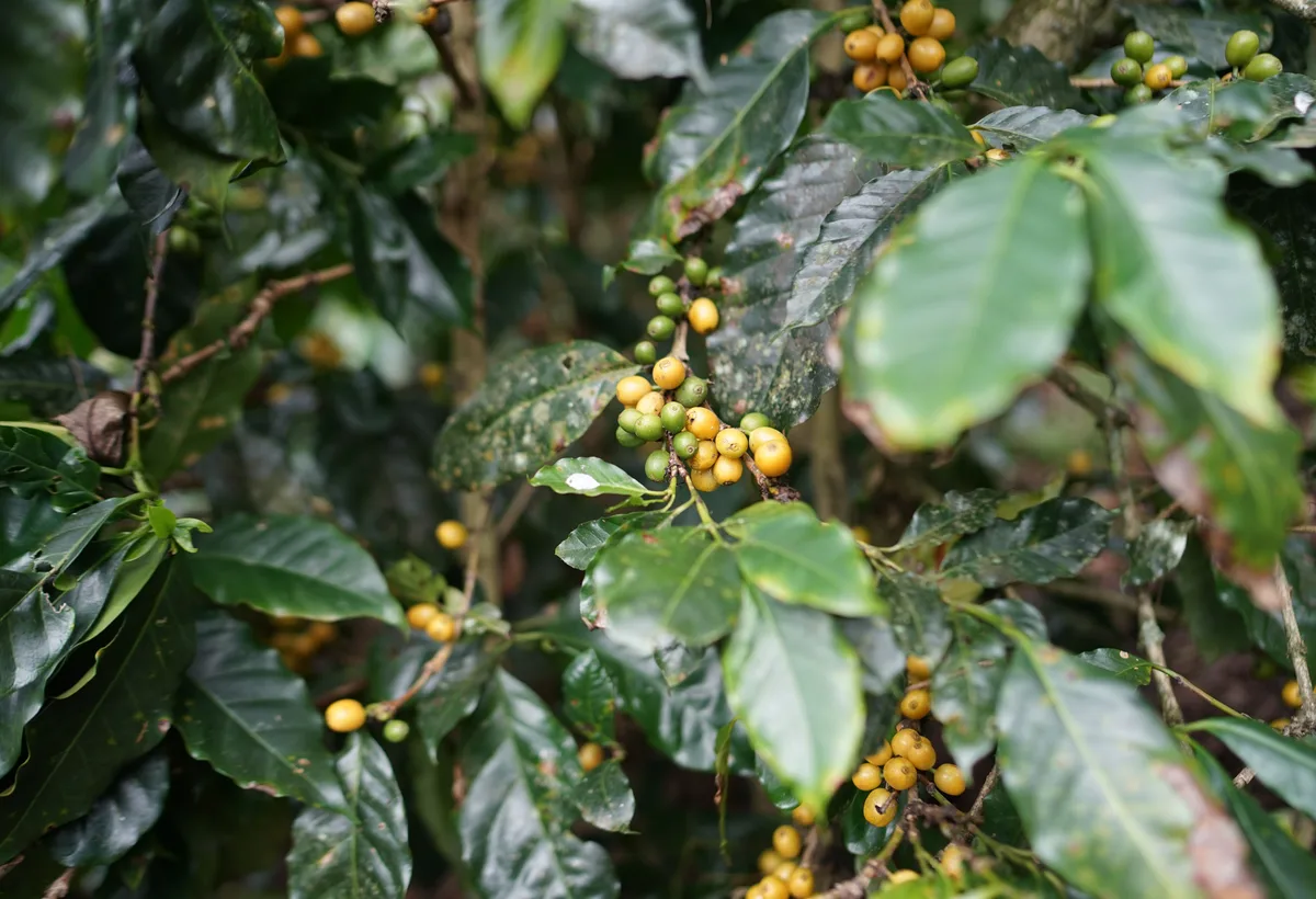 Rode rijpe koffiebessen aan een koffiestruik op plantage