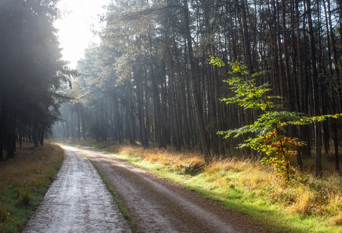 Wandelpad door rustiek bos op een natuurbegraafplaats met houten boomschijf grafmarkering