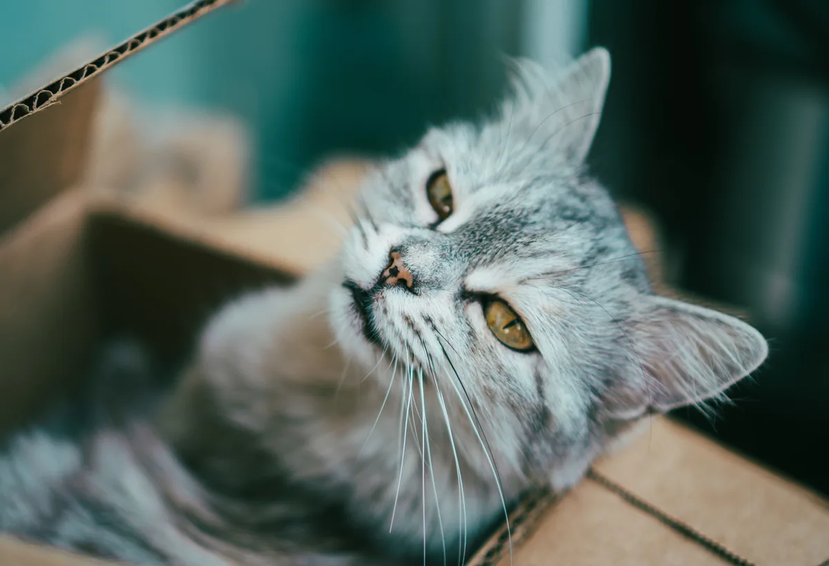 Kat zit nieuwsgierig in een lege kartonnen verhuisdoos